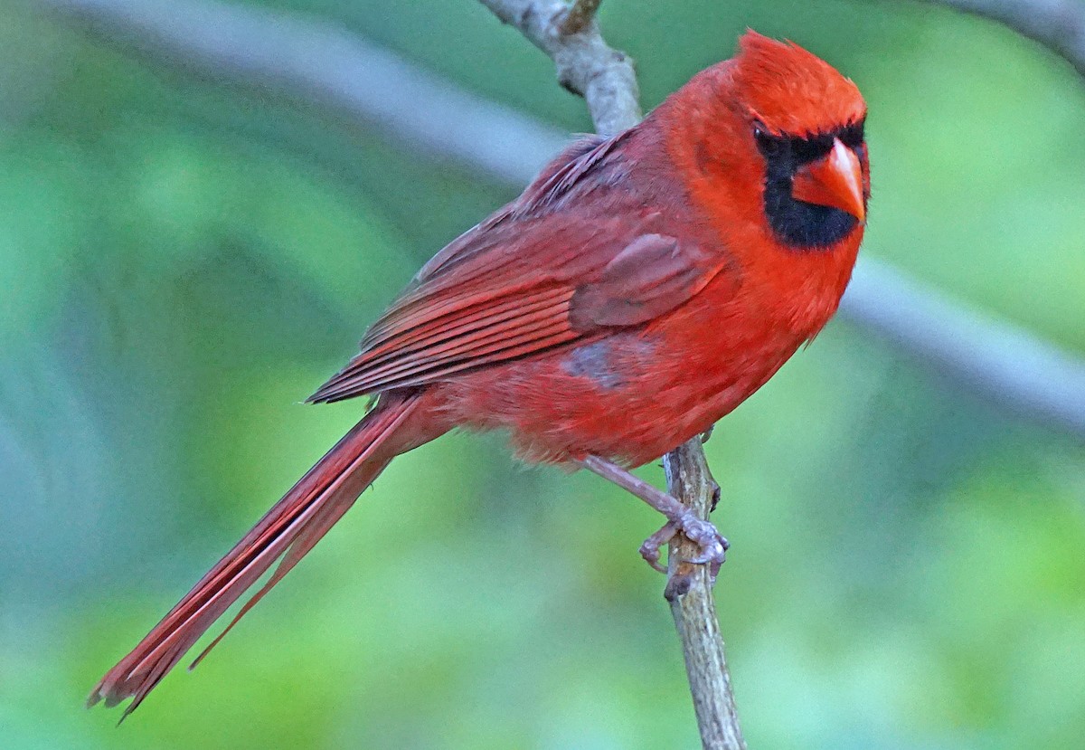 Northern Cardinal - Curtis Makamson