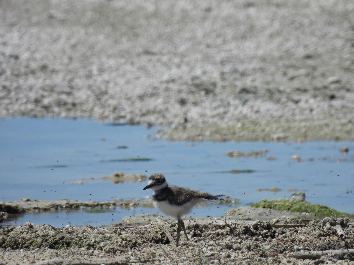 Killdeer - Alex C