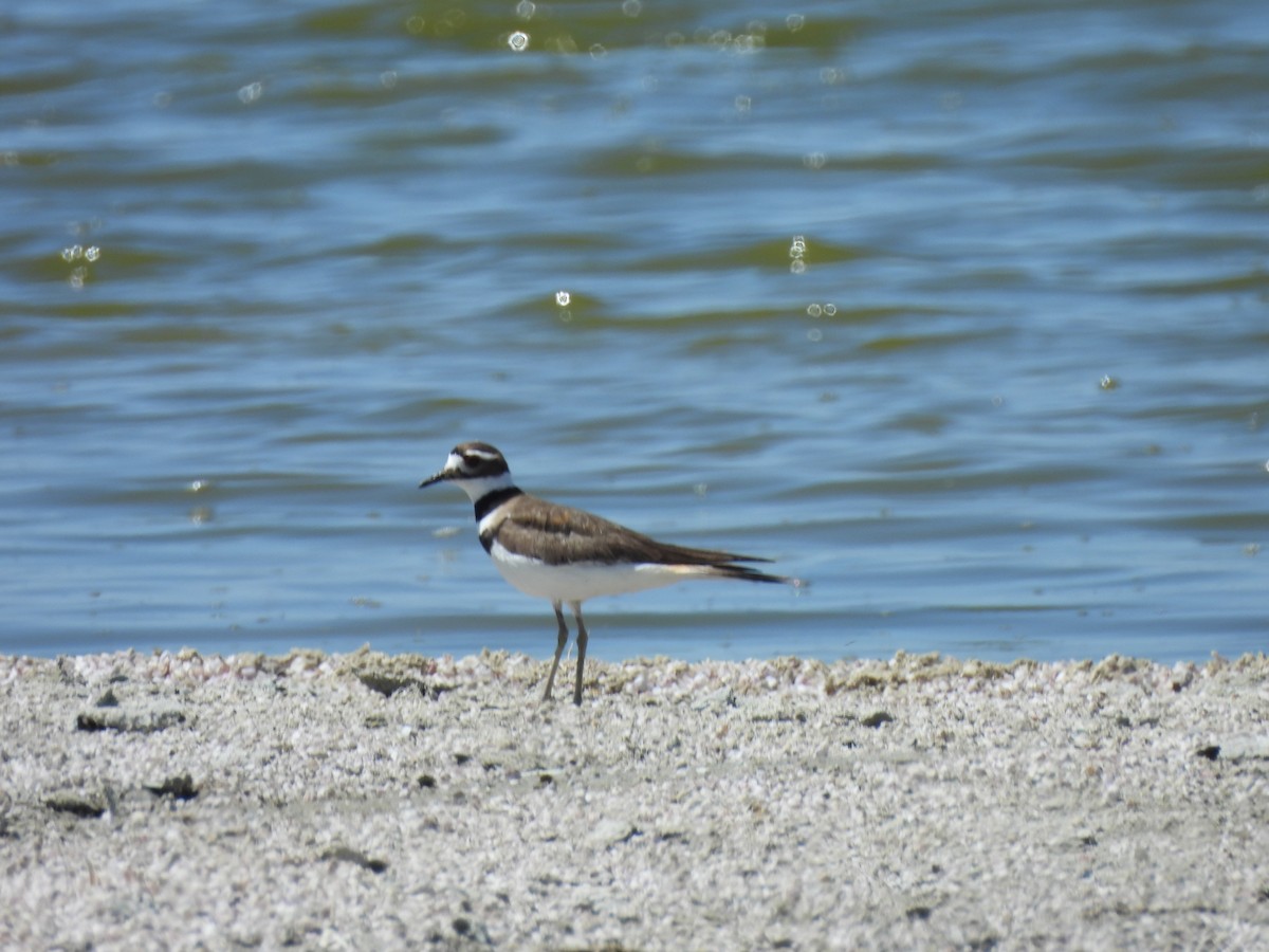 Killdeer - Alex C