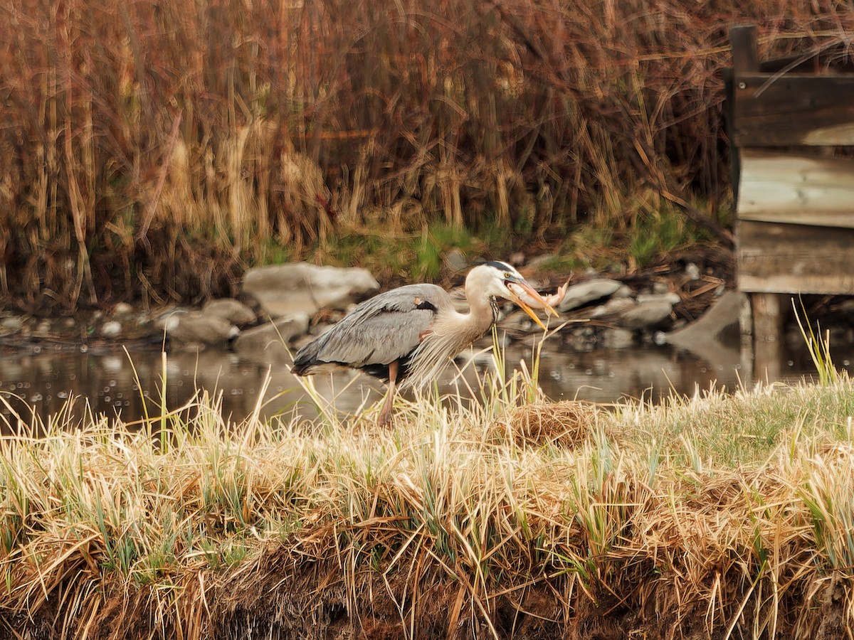 Great Blue Heron - Matthew Swoveland