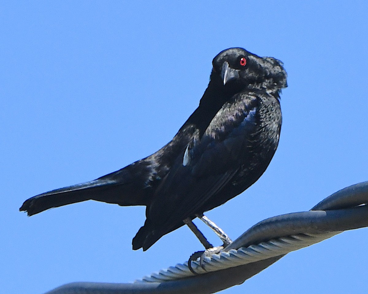 Bronzed Cowbird - Ted Wolff