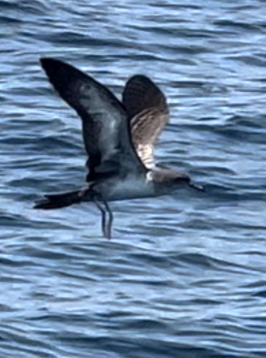 Wedge-tailed Shearwater - Darcy Boivin