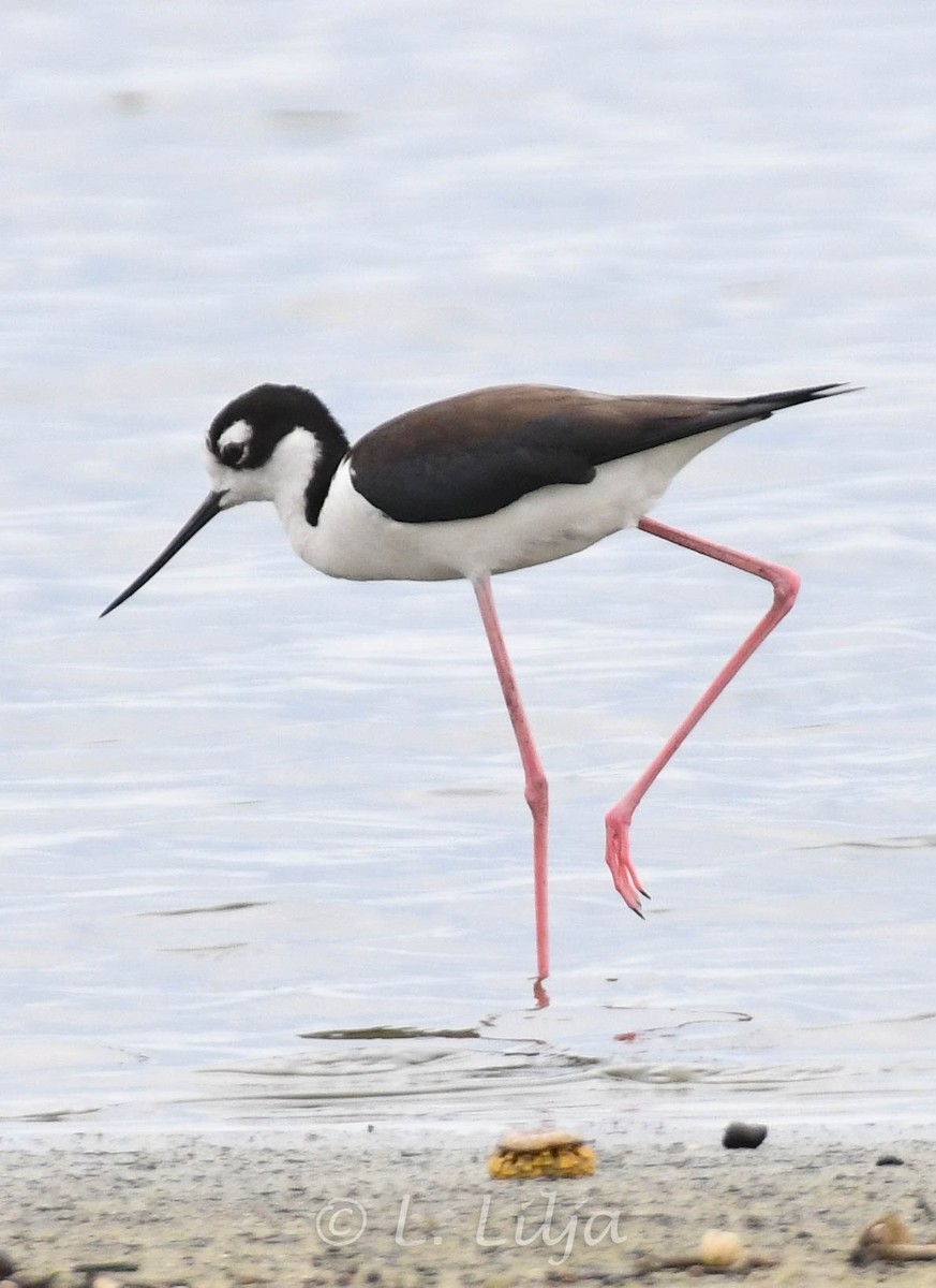 Black-necked Stilt - ML618917980