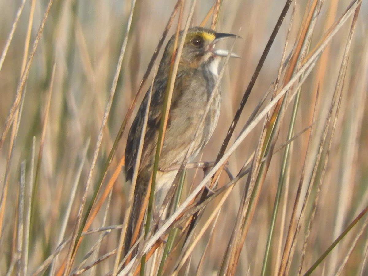 Seaside Sparrow - Ben Springer