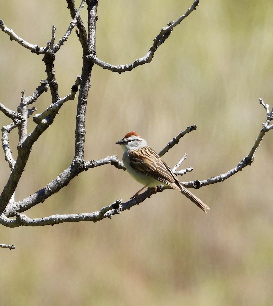 Chipping Sparrow - Erin Jones