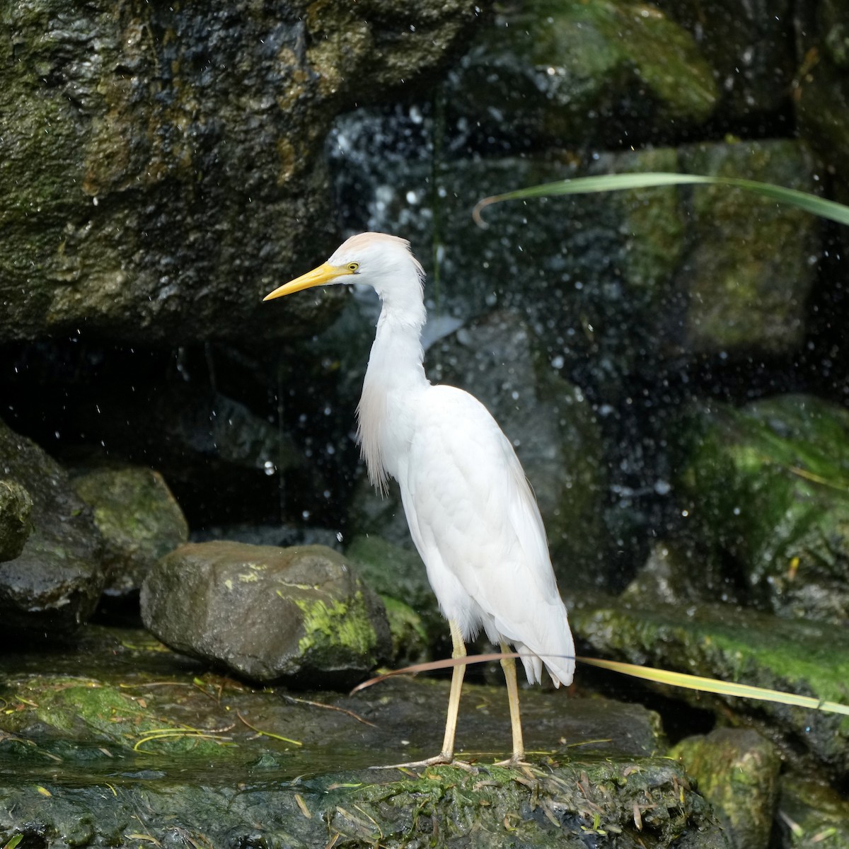 Western Cattle Egret - Charlene Fan