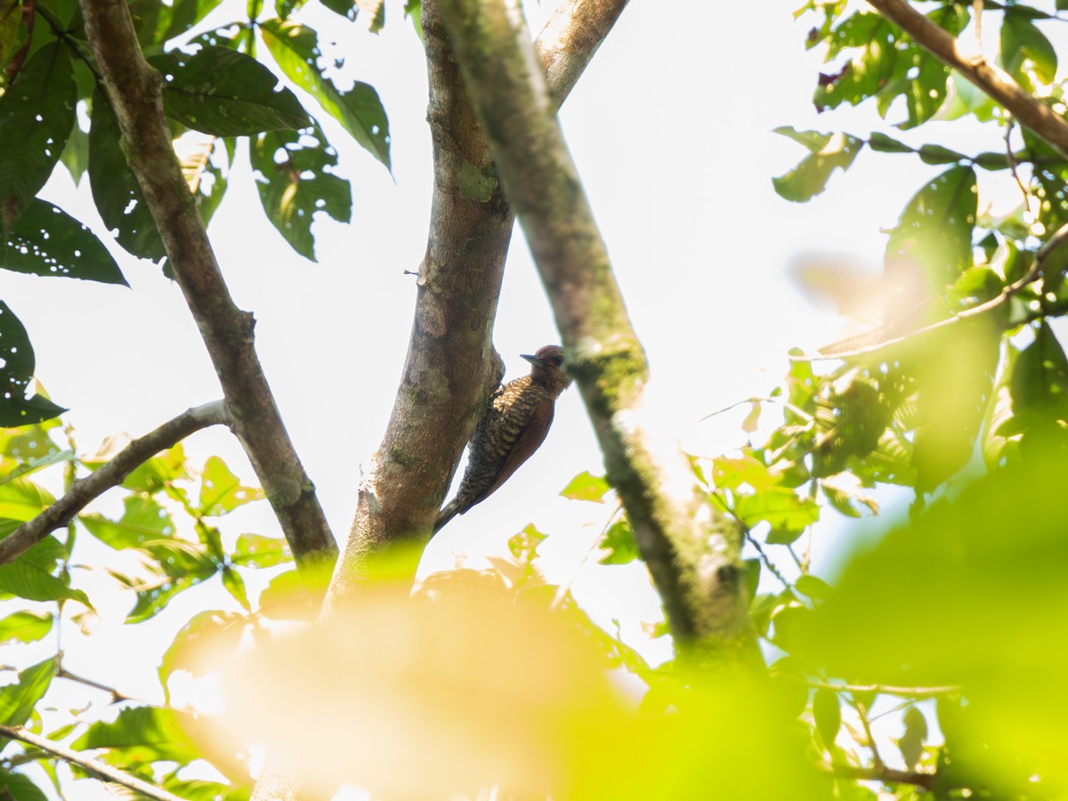 Red-stained Woodpecker - Julio Giraldo