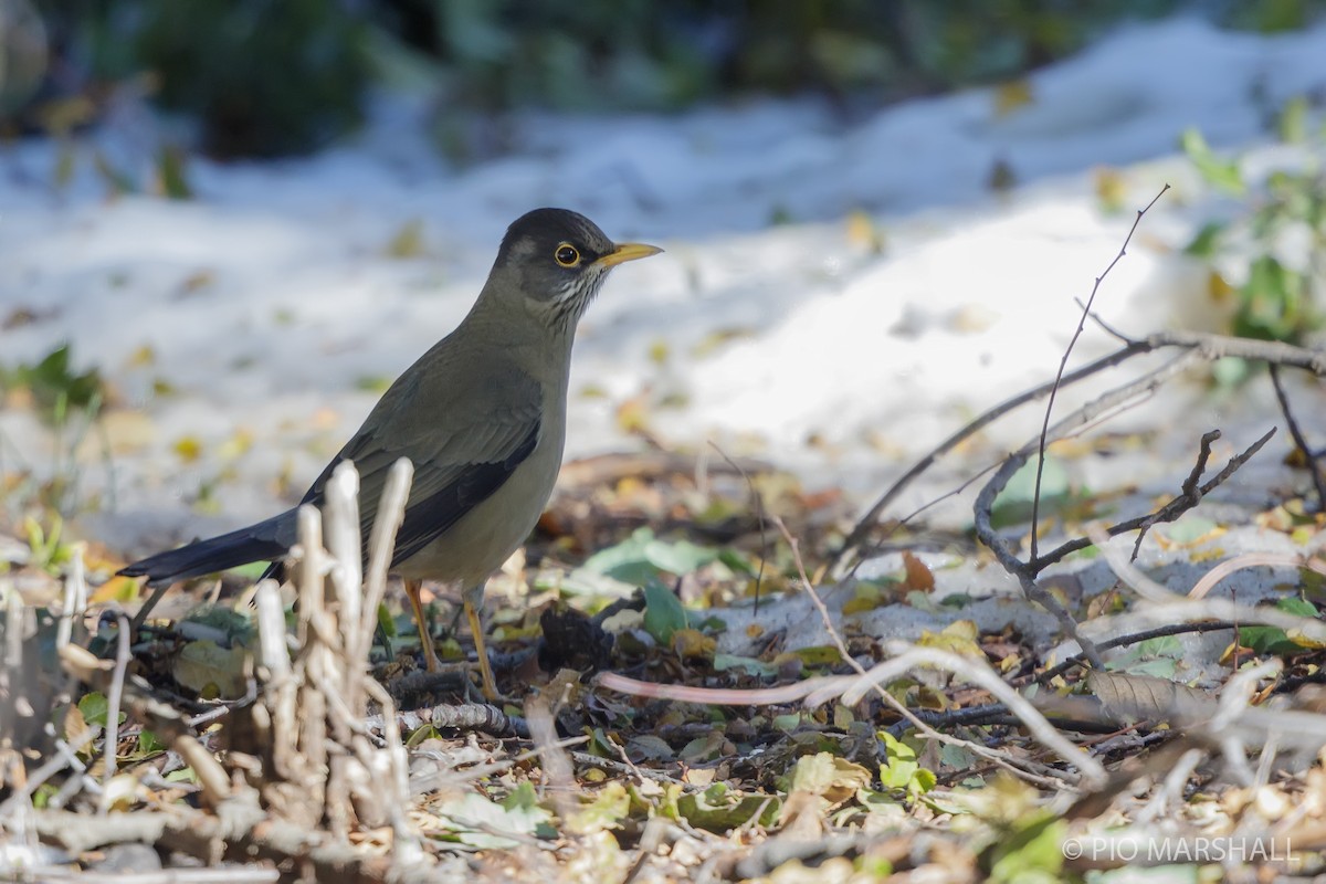 Austral Thrush - Pio Marshall