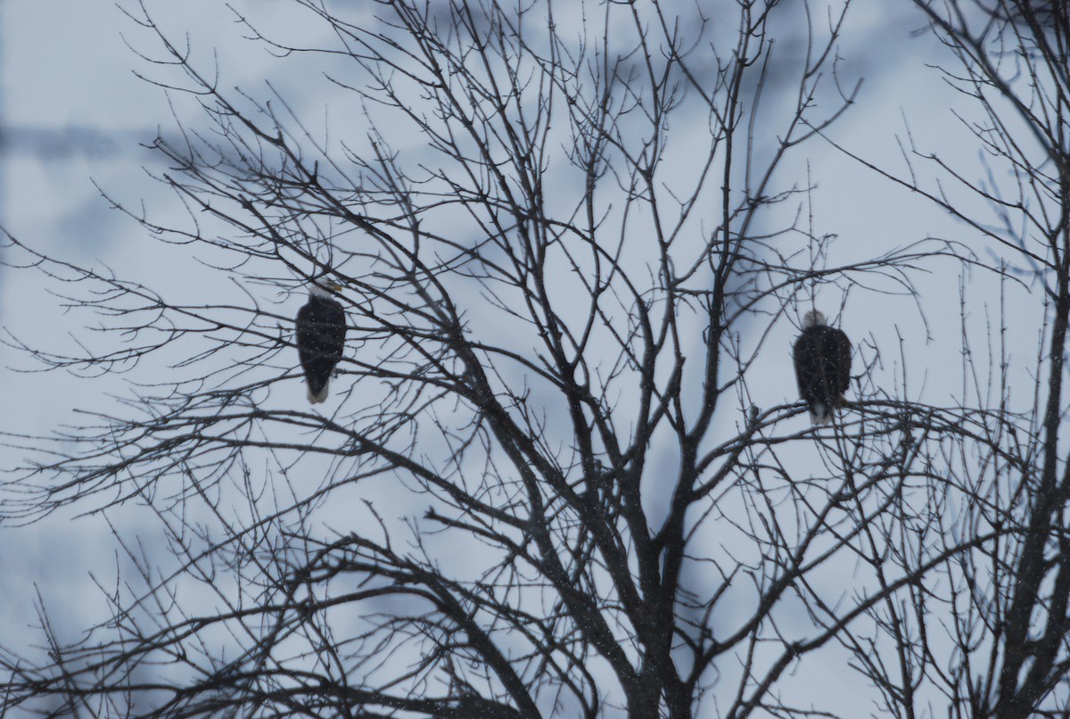 Bald Eagle - roy sorgenfrei