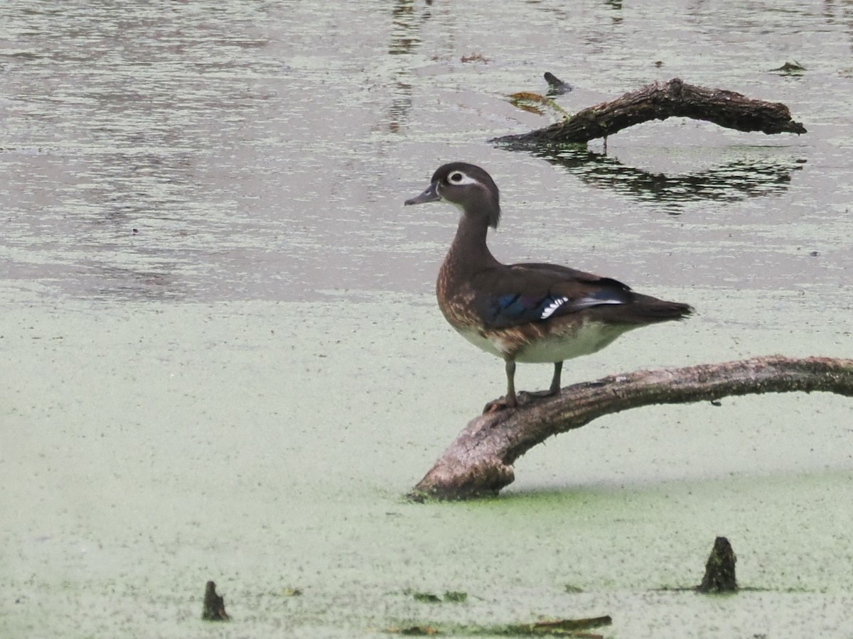 Wood Duck - ML618918027