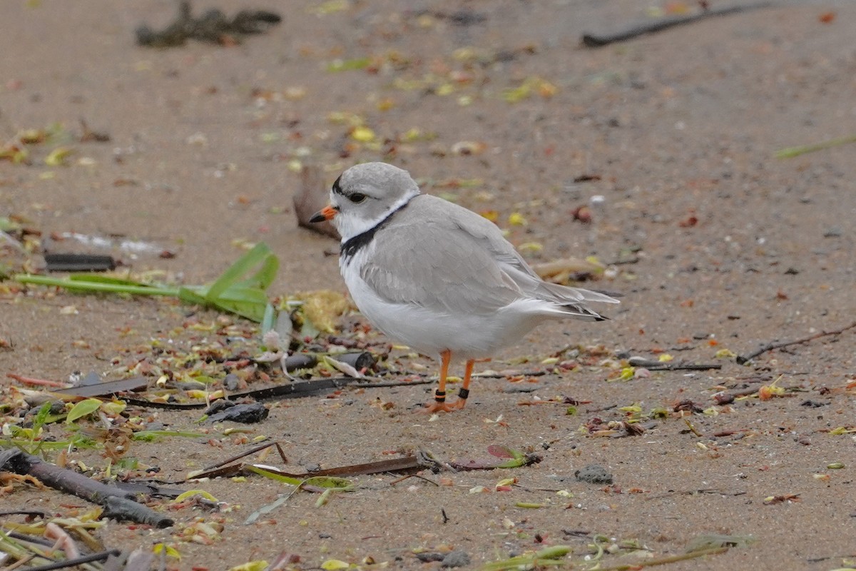 Piping Plover - Keith Wickens