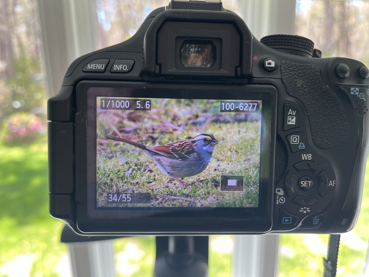 White-throated Sparrow - Douglas Meyer