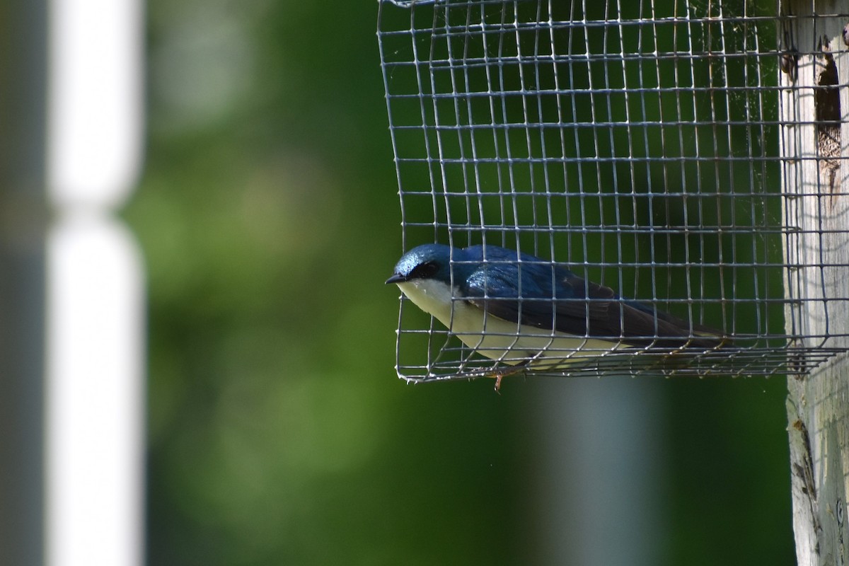 Golondrina Bicolor - ML618918033