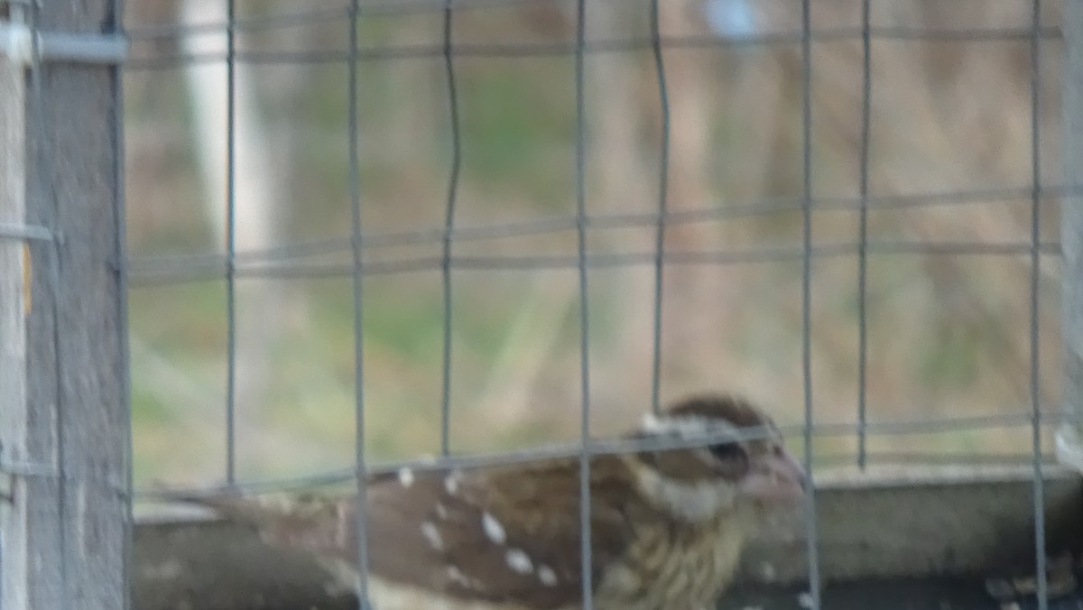 Rose-breasted Grosbeak - ML618918038