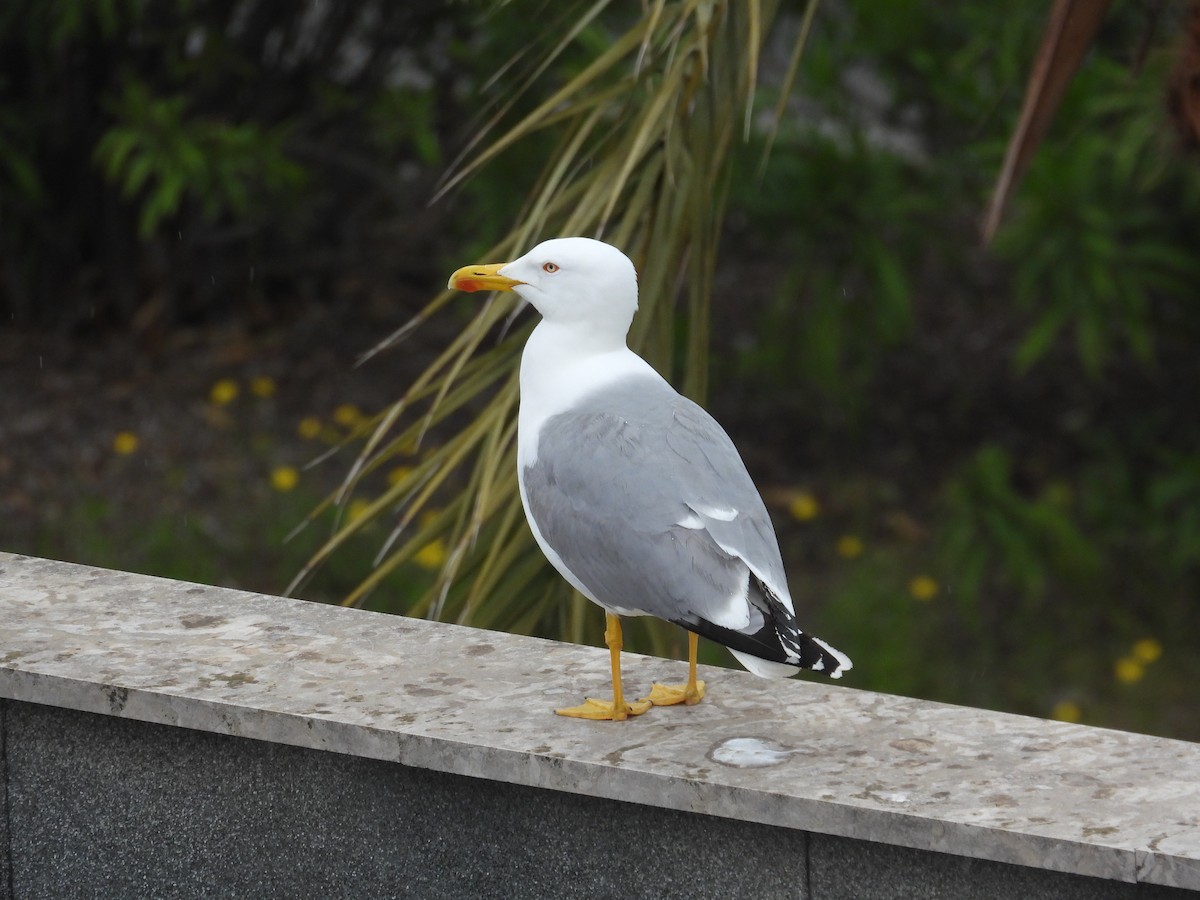 Yellow-legged Gull (michahellis) - Anqi Xu