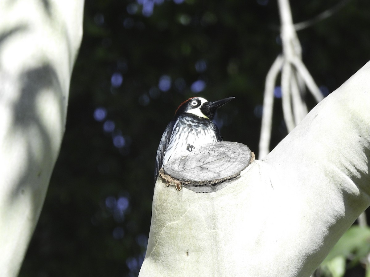 Acorn Woodpecker - Astrid Taen