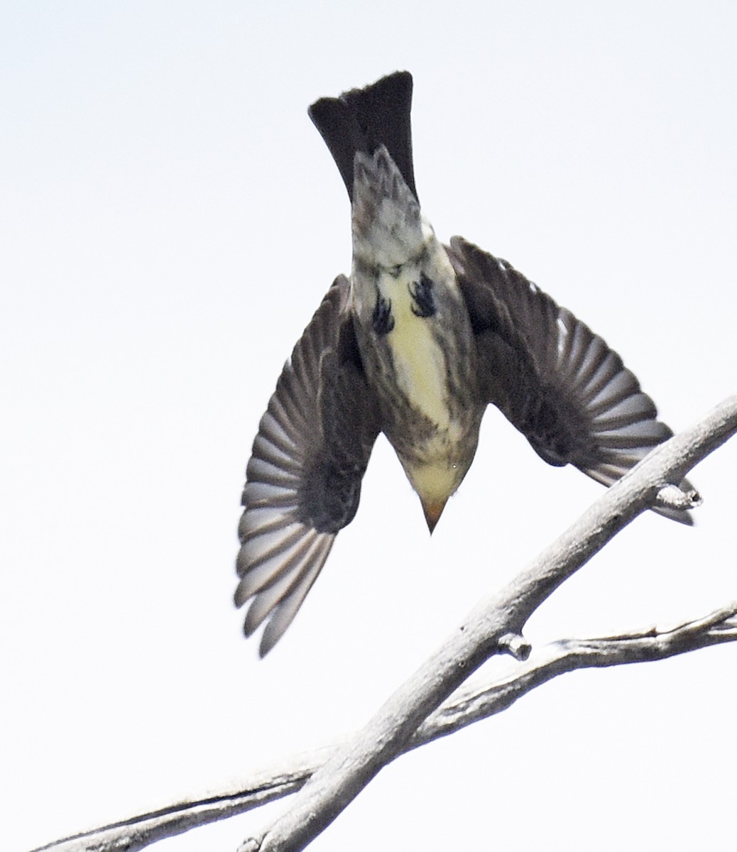 Olive-sided Flycatcher - ML618918080