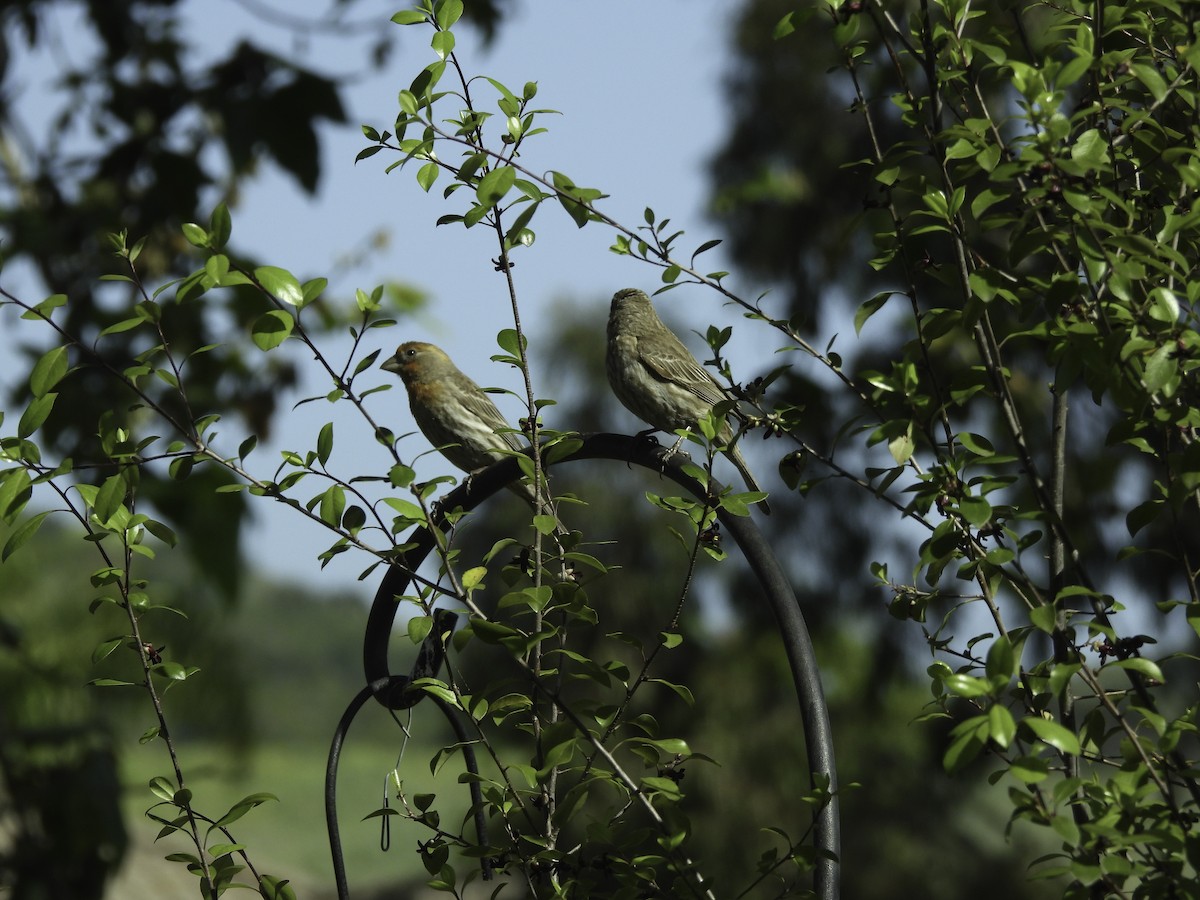 House Finch - Astrid Taen