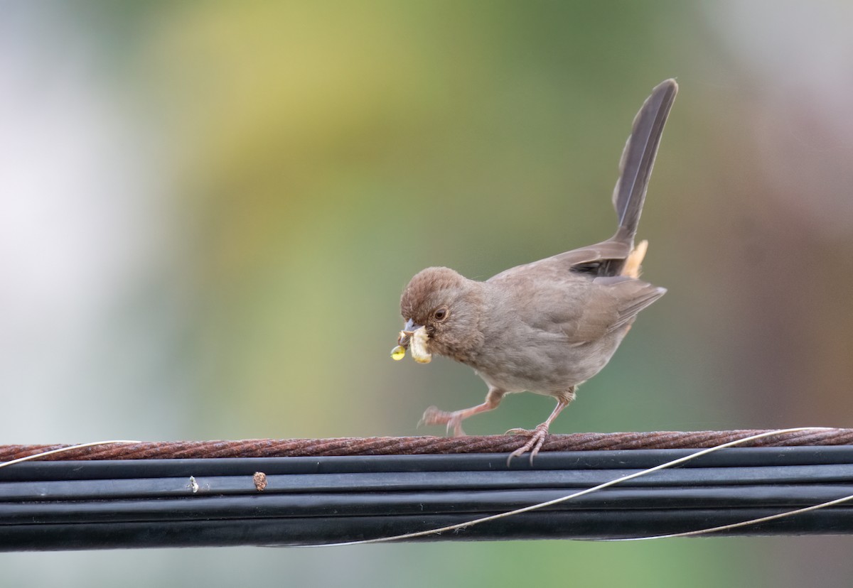 California Towhee - Kim Moore