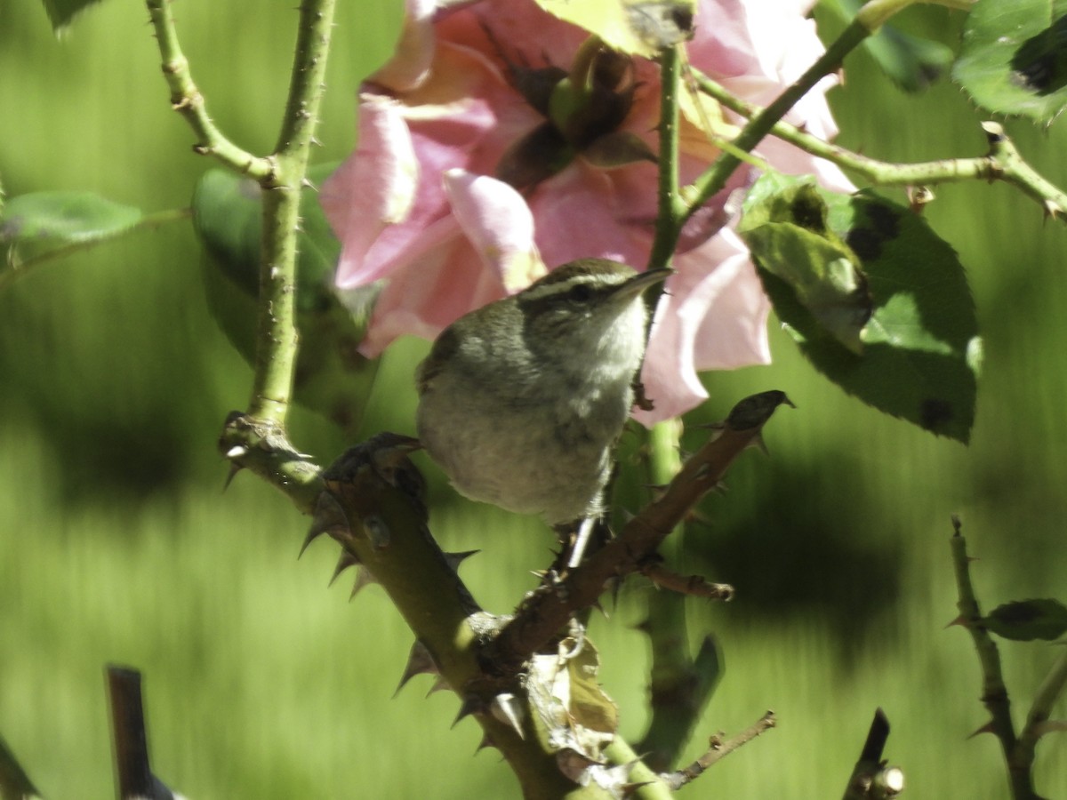 Bewick's Wren - Astrid Taen