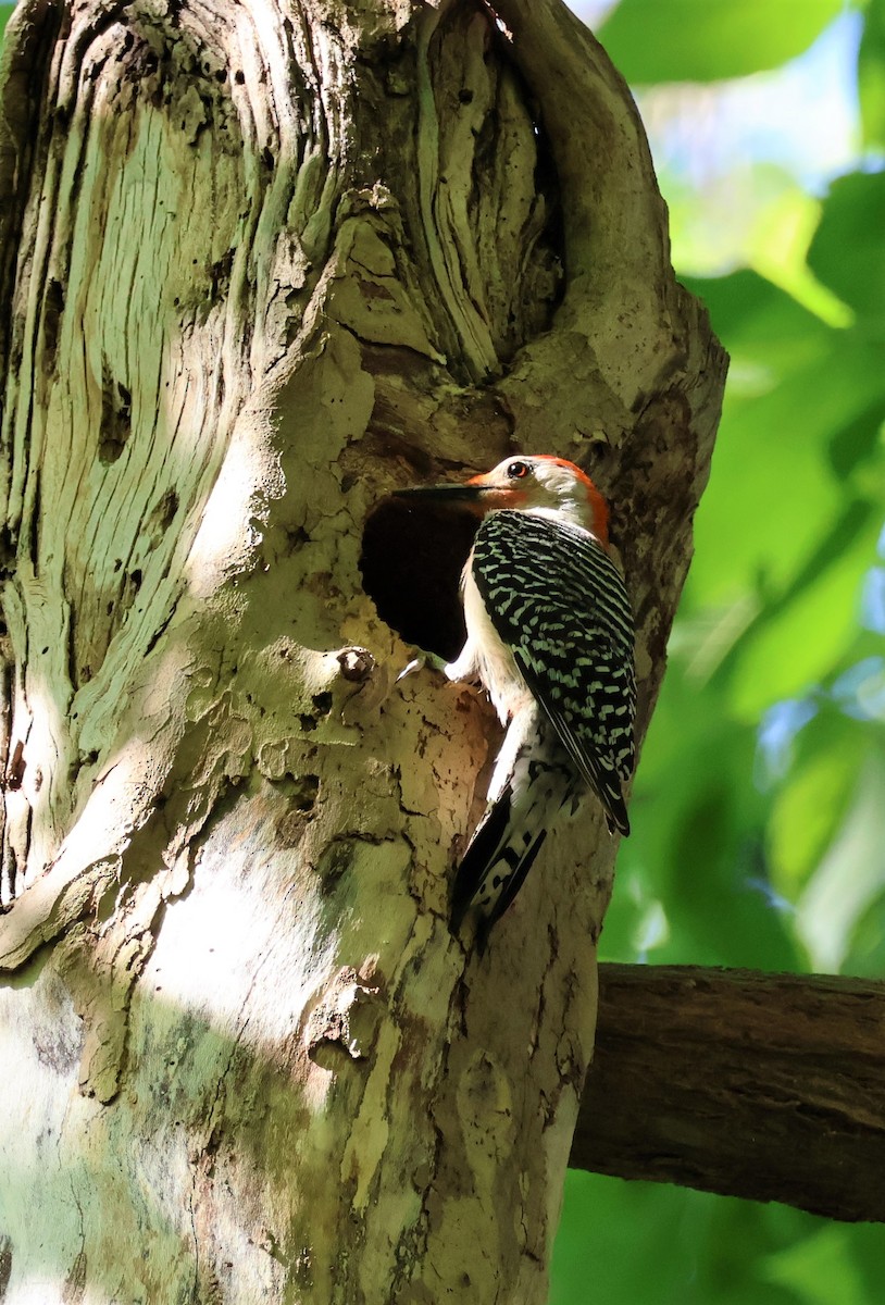 Red-bellied Woodpecker - Stacia Novy