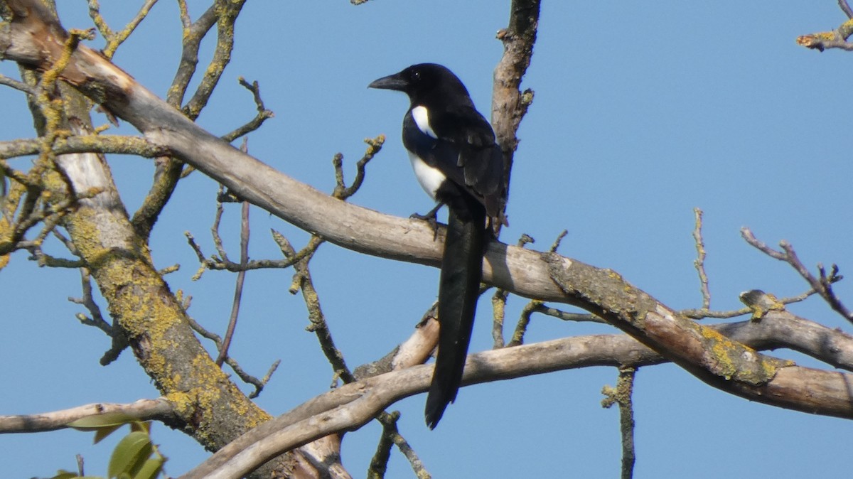 Eurasian Magpie - ML618918156