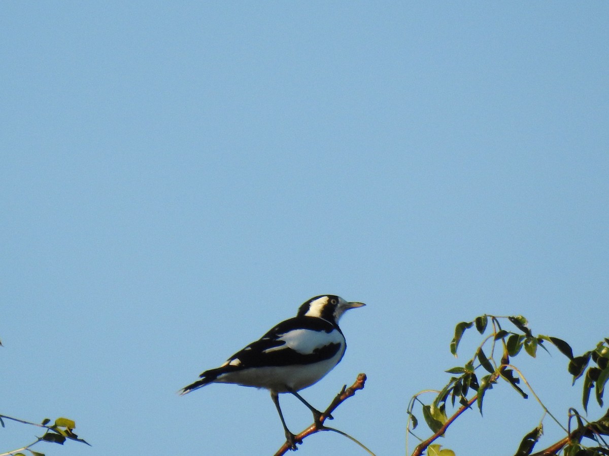 Magpie-lark - Monica Mesch