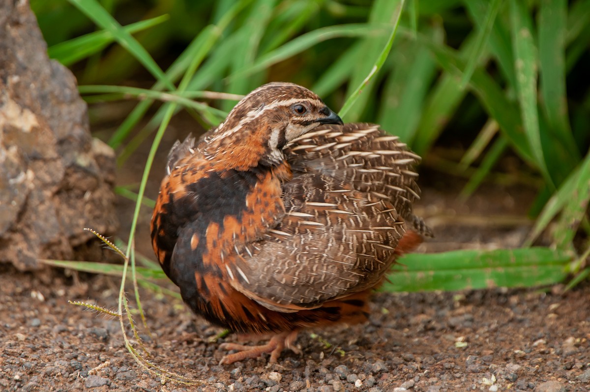 Harlequin Quail - ML618918172
