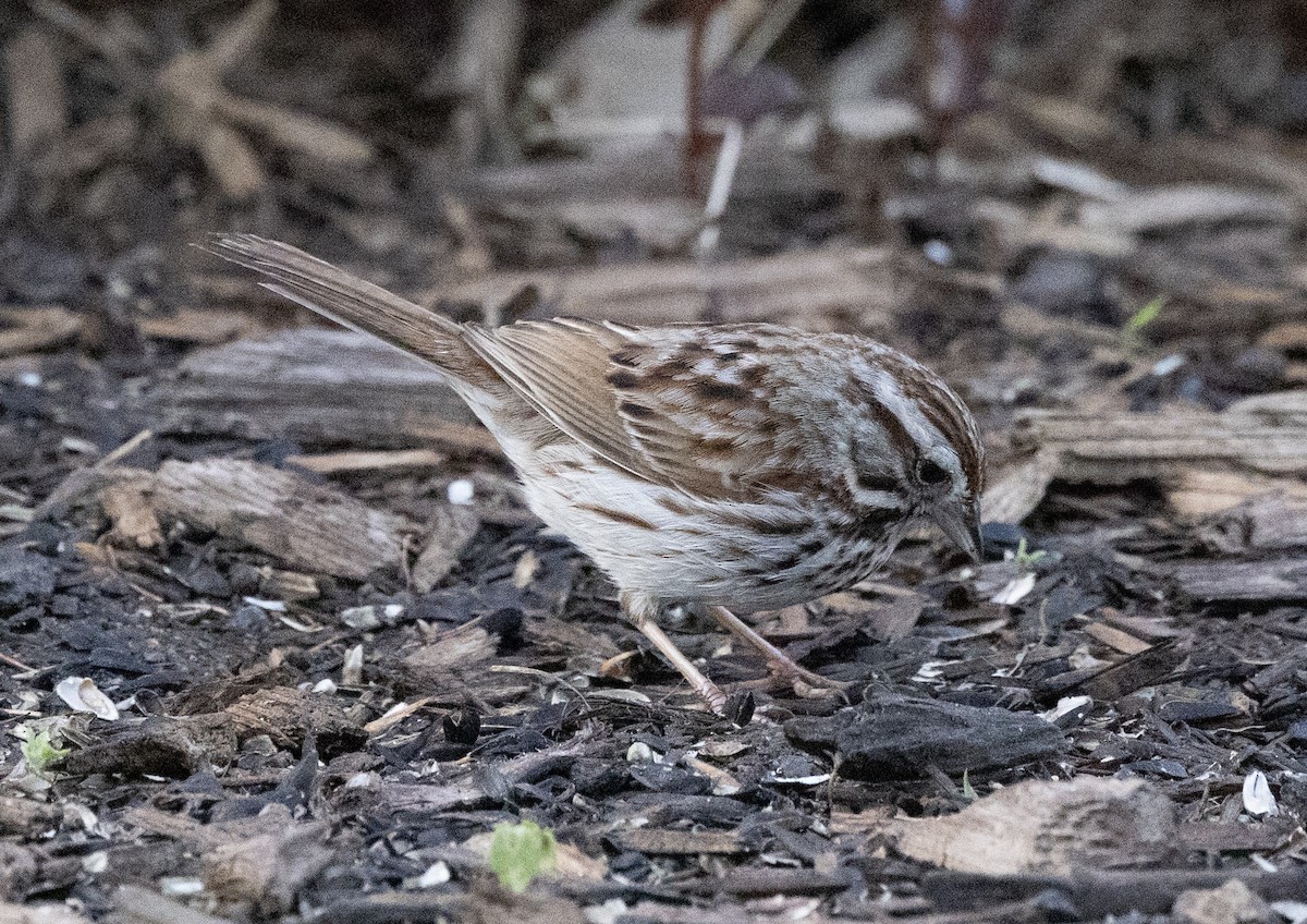 Song Sparrow - Larry Hollar