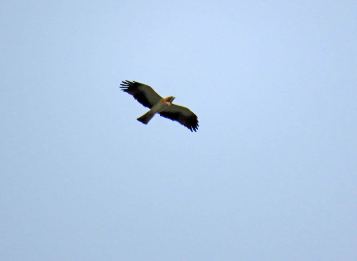 Booted Eagle - ML618918188