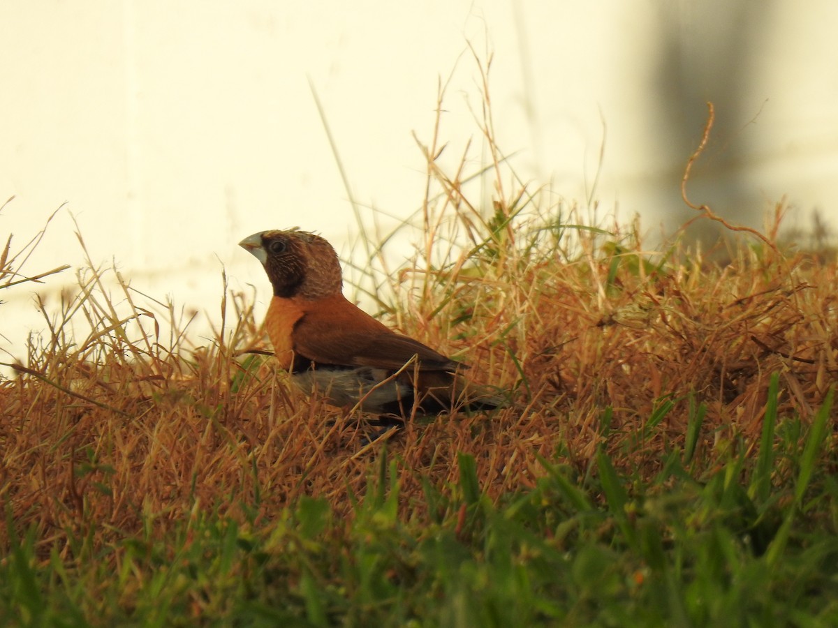 Chestnut-breasted Munia - Monica Mesch