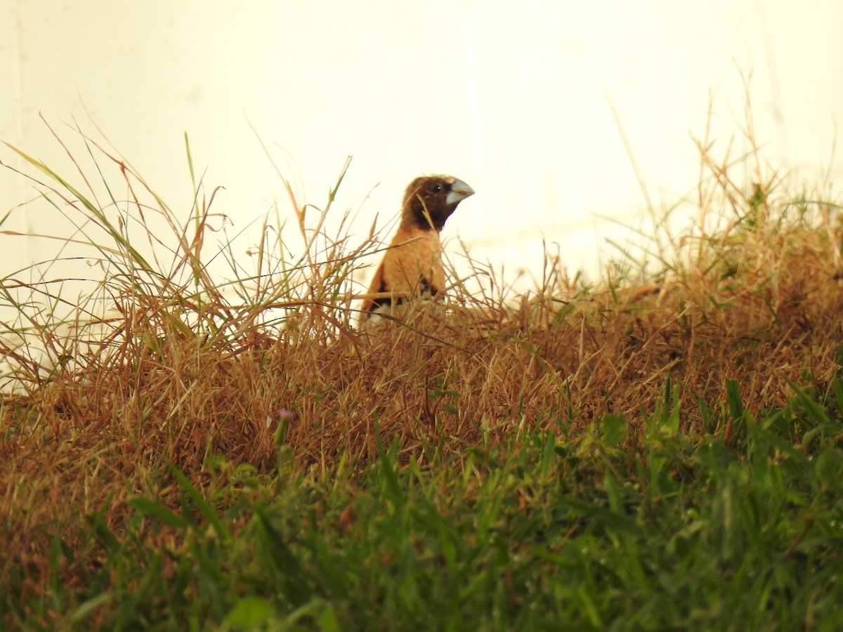 Chestnut-breasted Munia - Monica Mesch