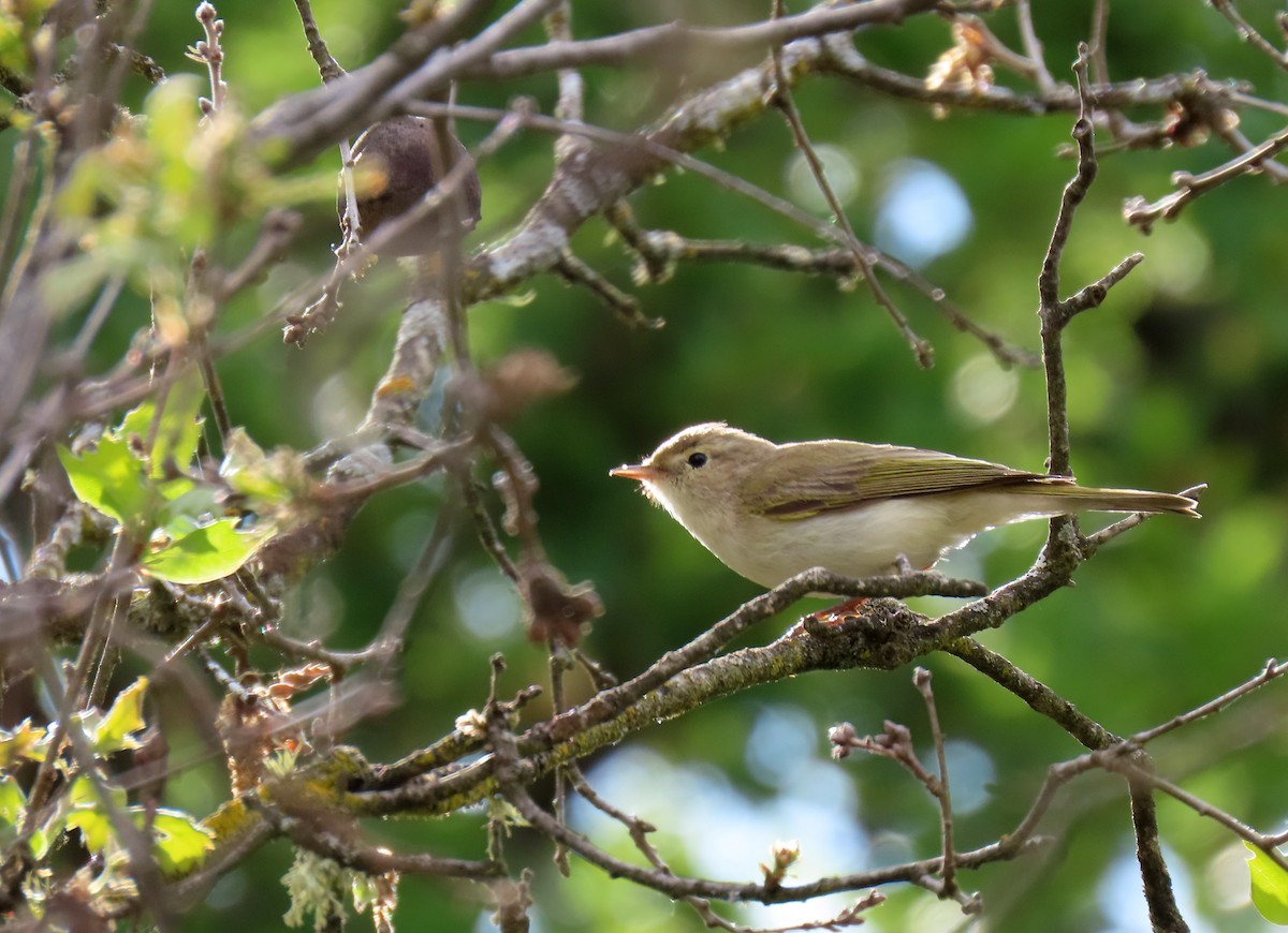 Mosquitero Papialbo - ML618918210