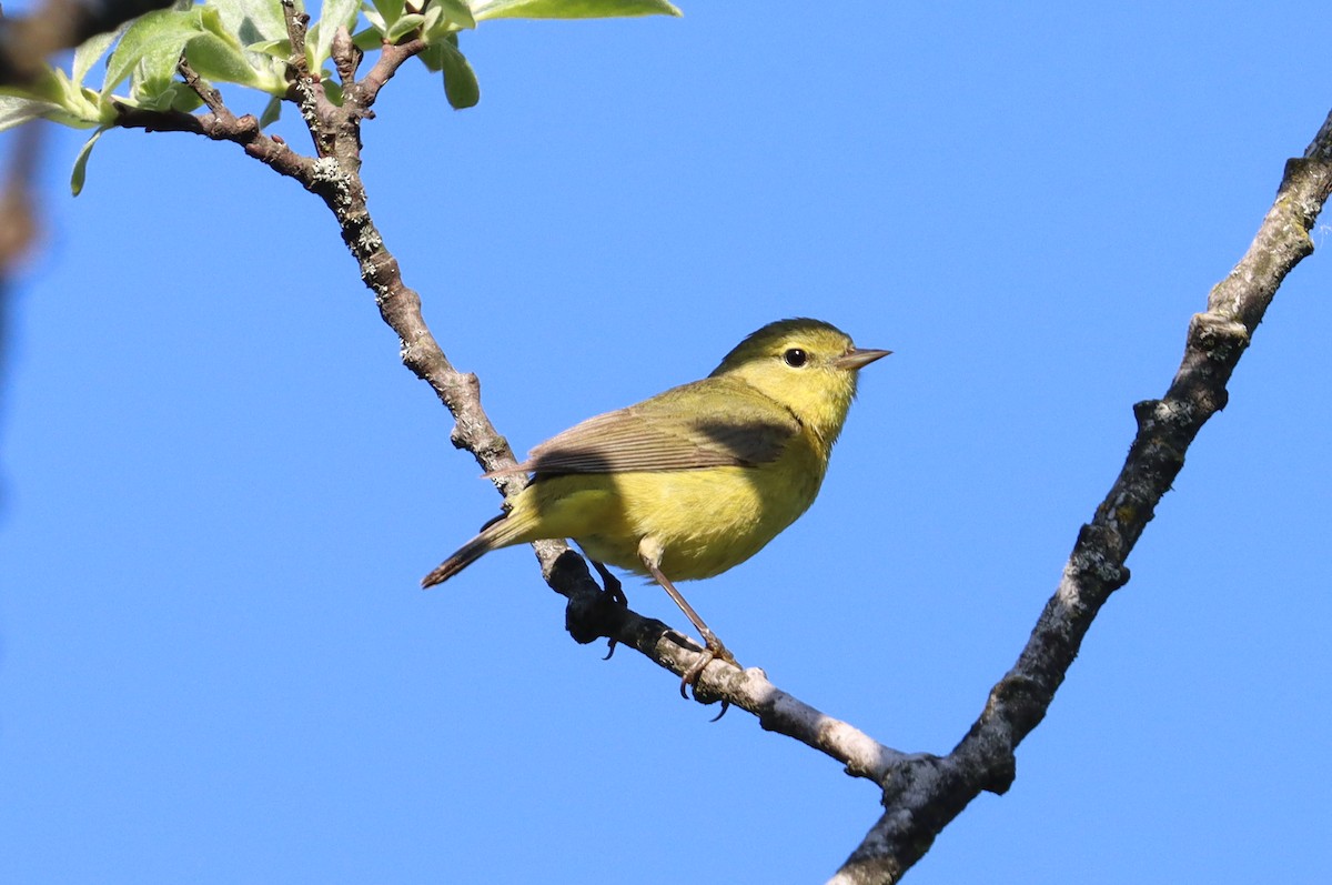 Orange-crowned Warbler - Mike Farnworth