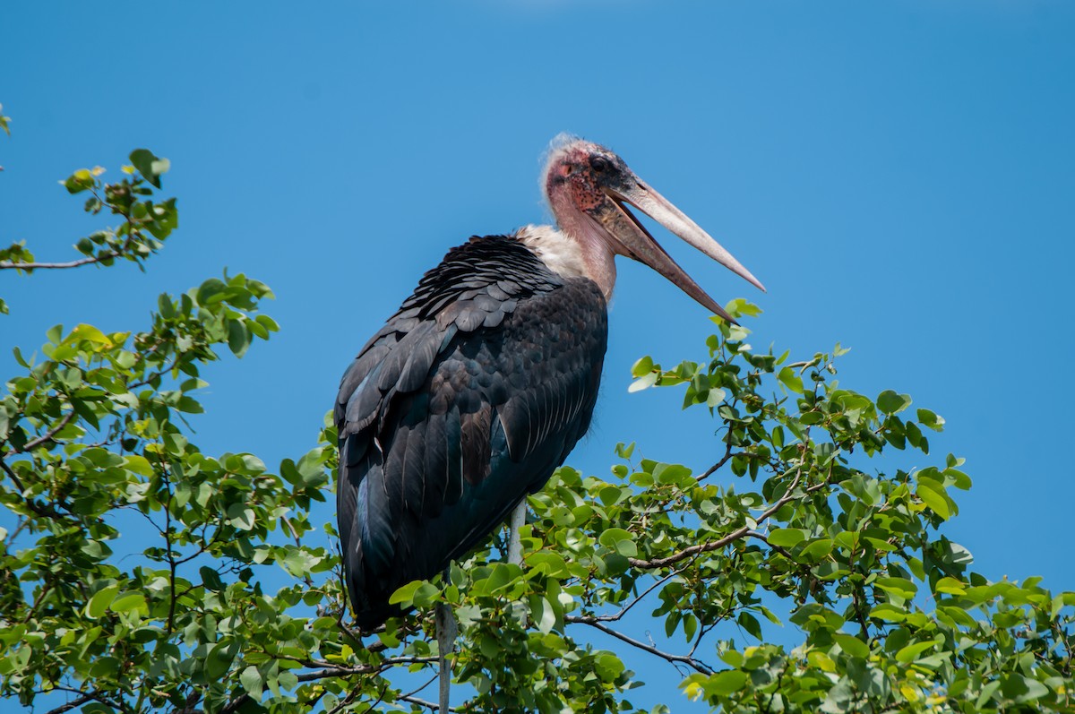 Marabou Stork - Dominic More O’Ferrall