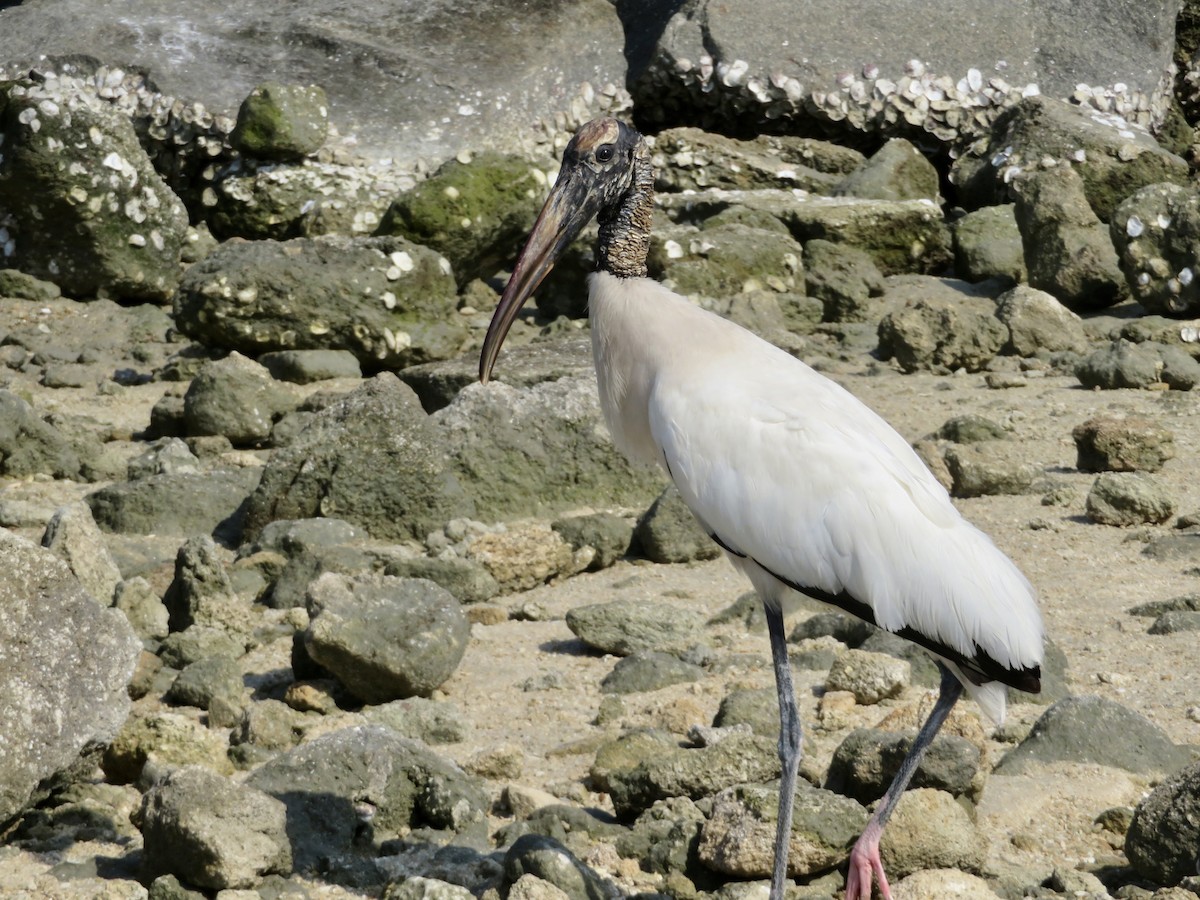 Wood Stork - karl  schmidt