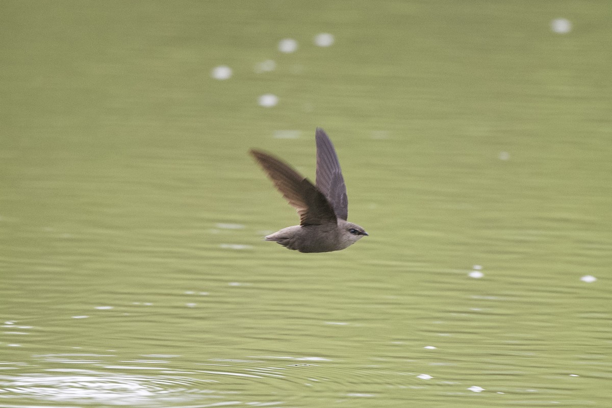 Chimney Swift - Chad Hutchinson