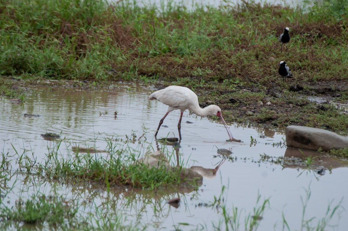 African Spoonbill - Dominic More O’Ferrall