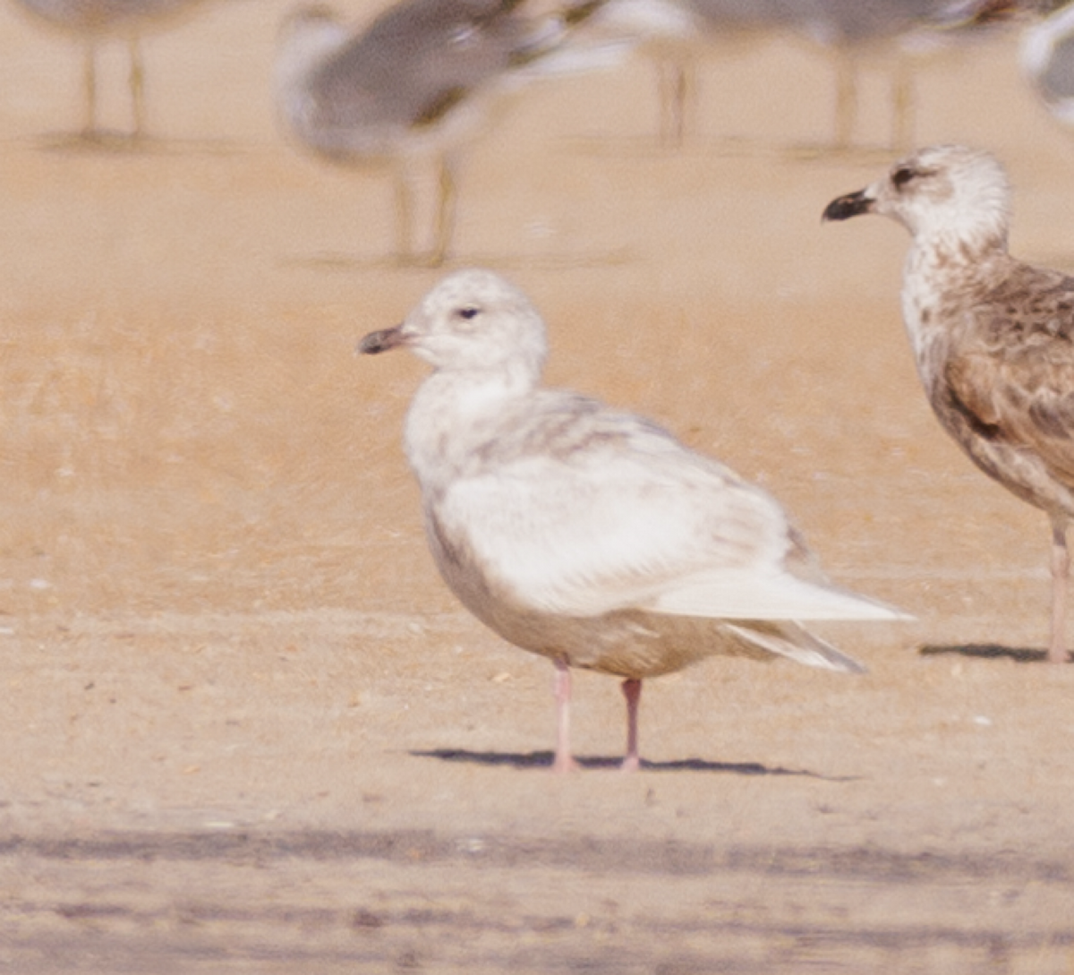 Iceland Gull - Ian McDonald