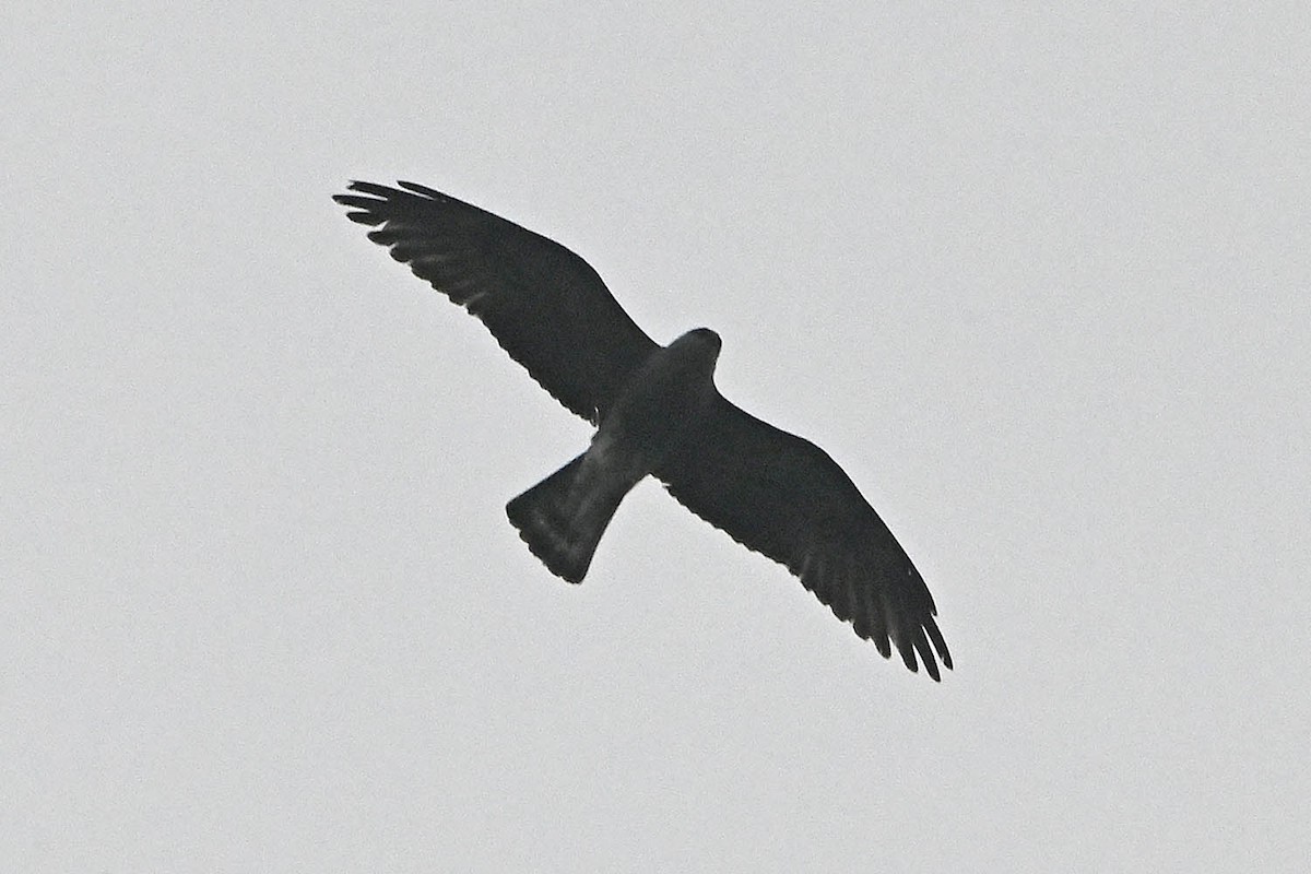 Mississippi Kite - ML618918268