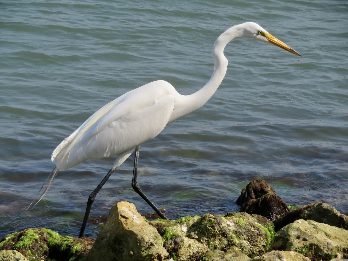 Great Egret - karl  schmidt