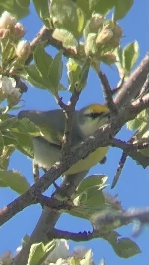 Goldflügel- x Blauflügel-Waldsänger (F1-Hybrid) - ML618918275