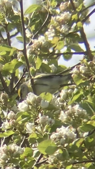 Brewster's Warbler (hybrid) - Chris Davidson