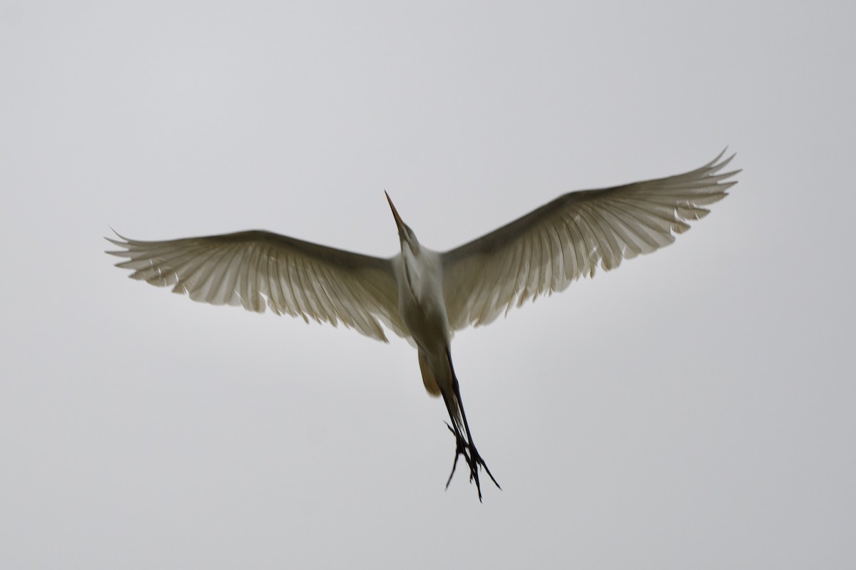 Great Egret - Chad Hutchinson