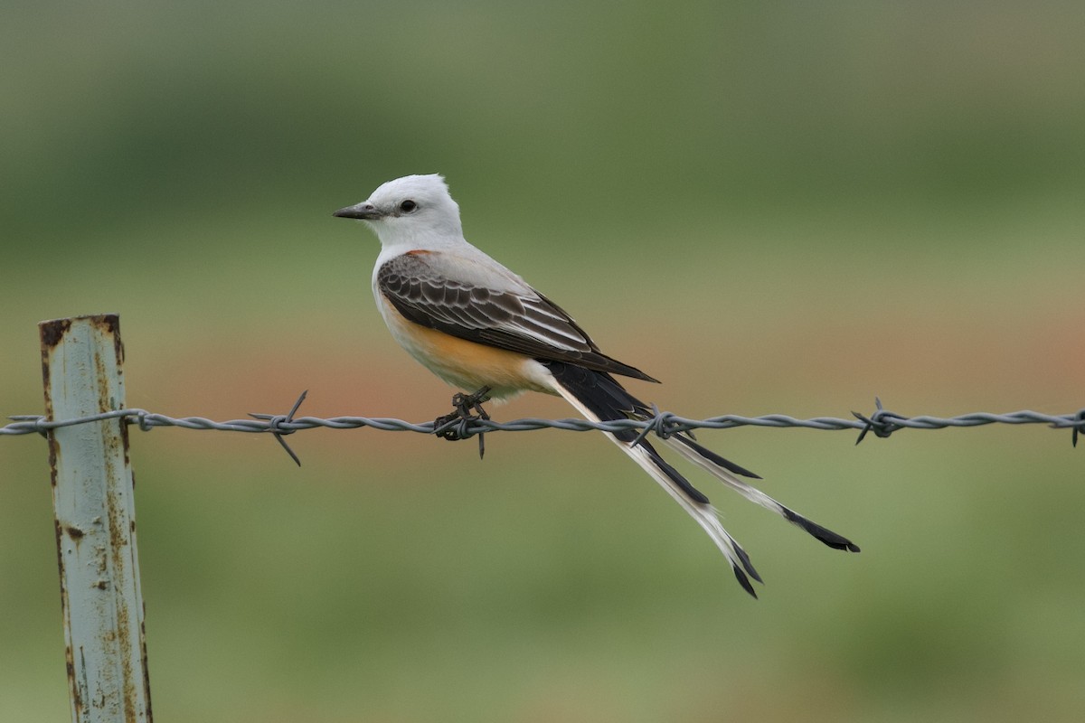 Scissor-tailed Flycatcher - Nicole Desnoyers