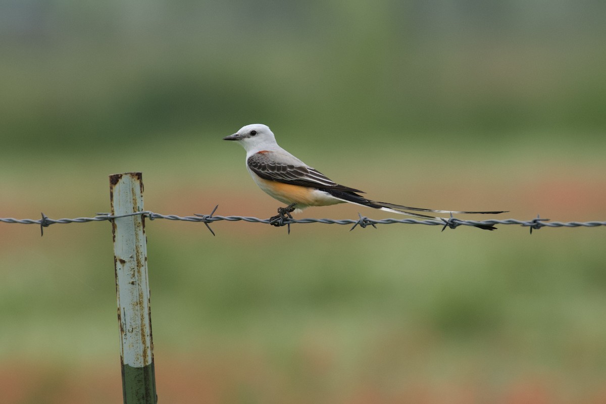 Scissor-tailed Flycatcher - ML618918283