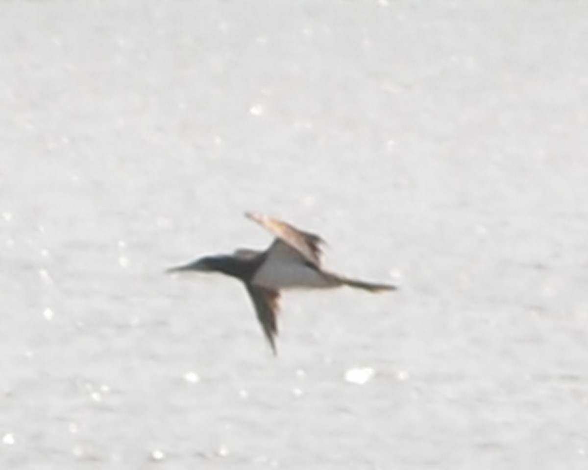 Brown Booby - ML618918288