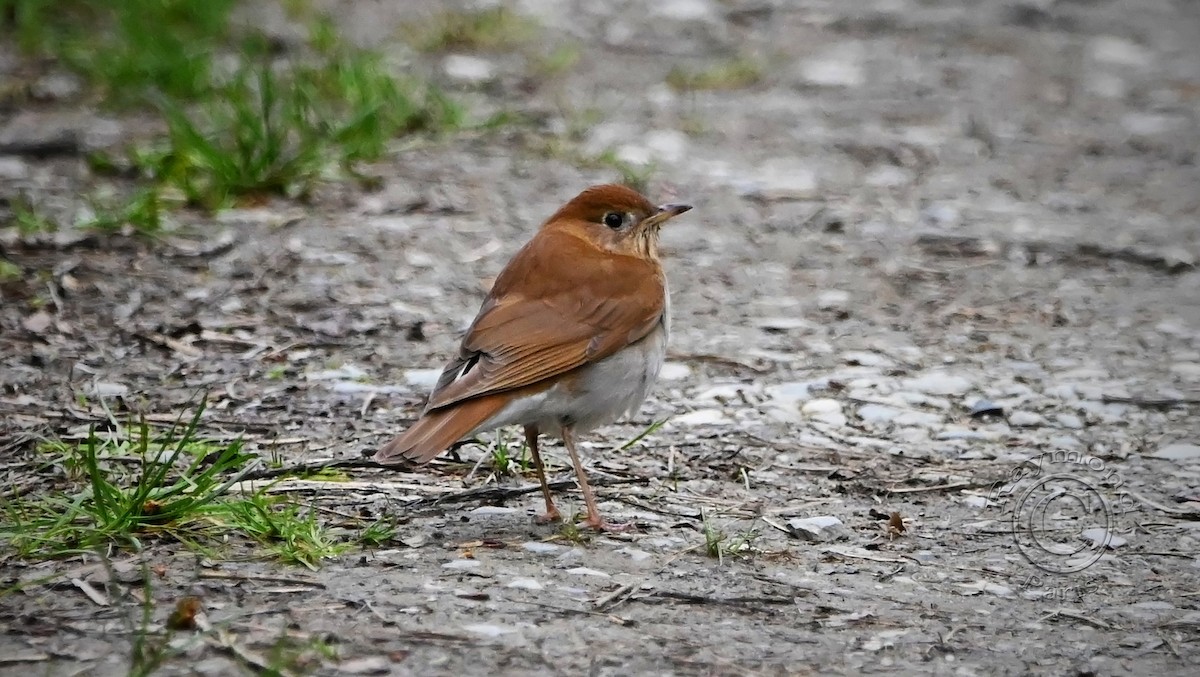 Veery - Raymond Paris