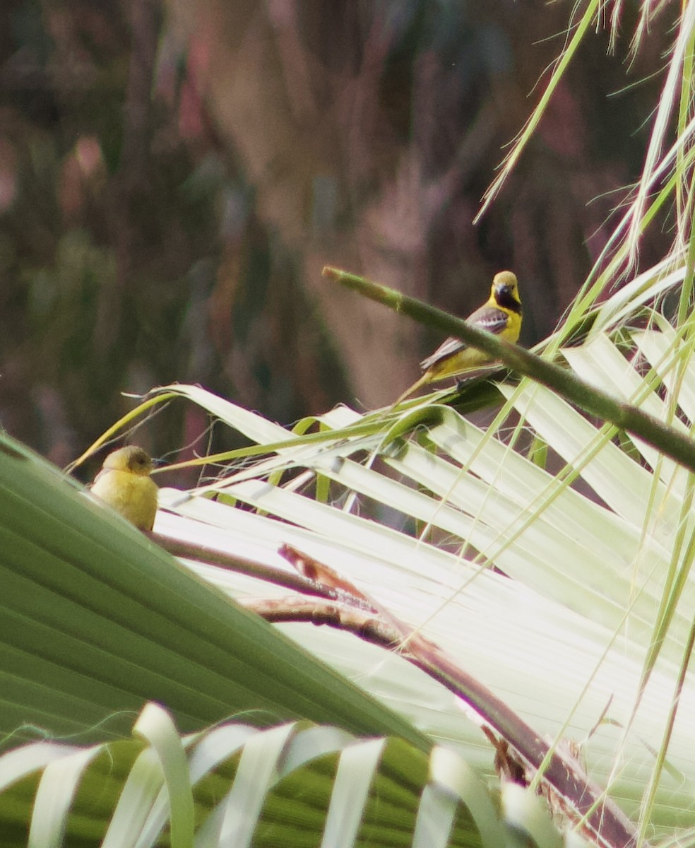 Hooded Oriole - Caitlin Eldridge