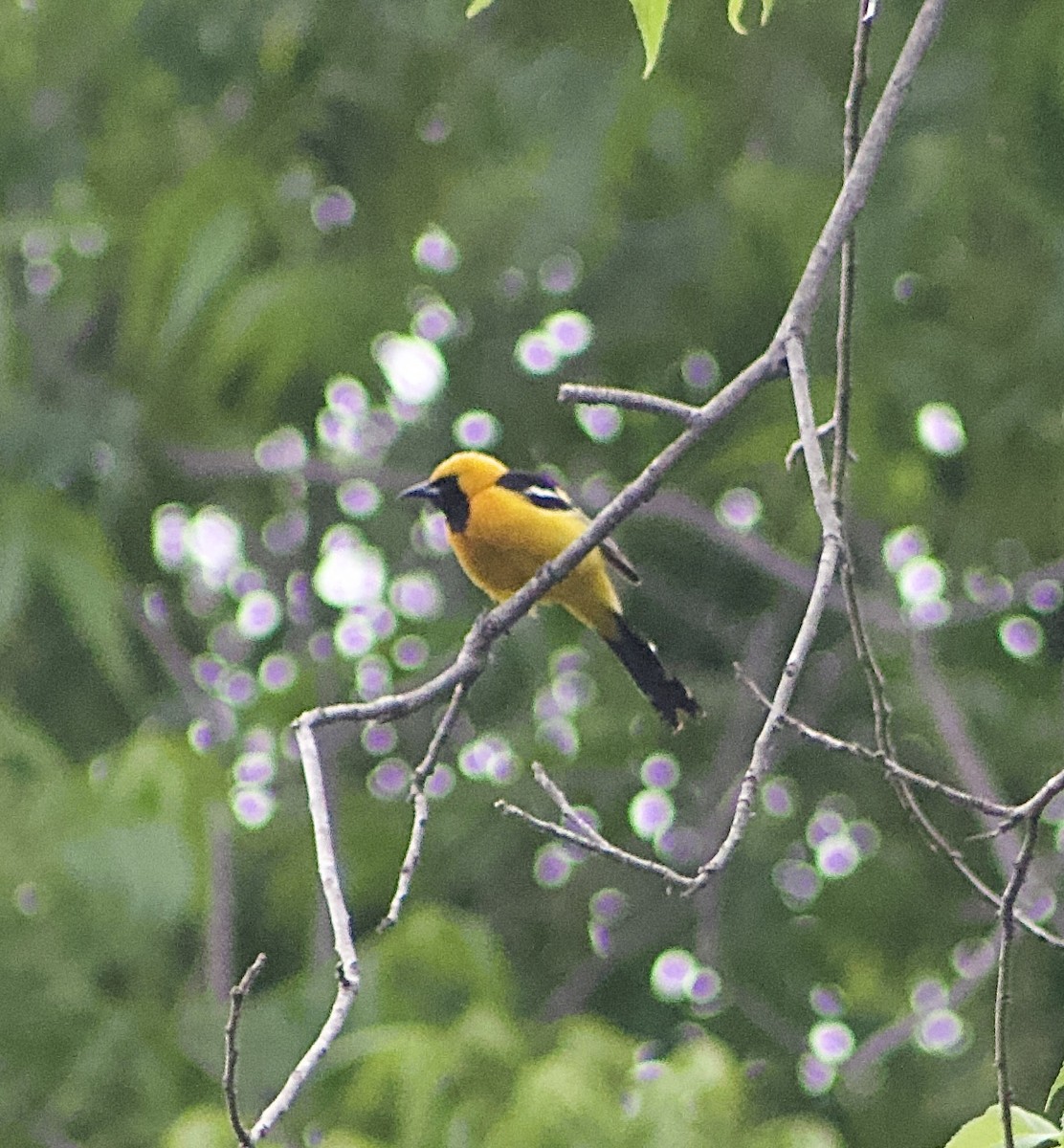 Hooded Oriole - Caitlin Eldridge